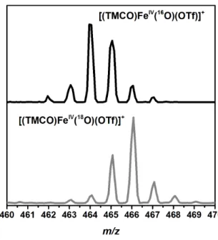 Figure 2.10: ESI-MS of Fe-2, generated using sPhI 16 O (black line) and sPhI 18 O (gray line), where the isotopic  shift of the main peak, which relates to the oxoiron(IV) species, can be observed