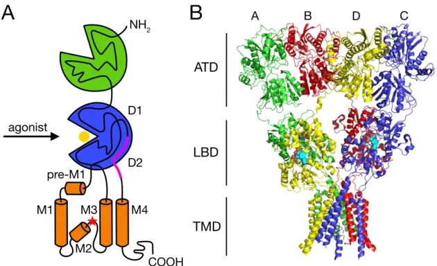 Figure 1. Modular and crystal structure of an AMPAR. (A) Schematic representation of  the modular structure of a single AMPAR subunit comprising the extracellular ATD (green)  and  LBD  (blue),  the  pore-forming  TMD  (orange)  and  the  intracellular  CT