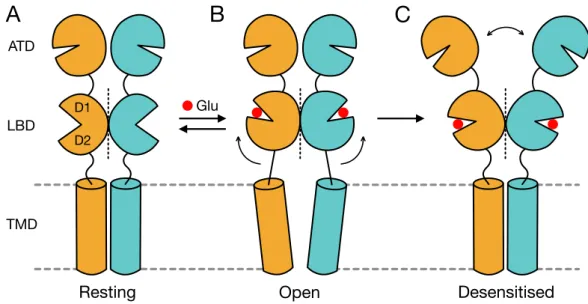 Figure  2.  Structural  transitions  during  AMPAR  gating.  Cartoon  representing  the  movements that the distinct domains of the AMPAR (depicted here as a dimer) undergo to  sustain the gating transitions from the (A) closed resting to the (B) open acti
