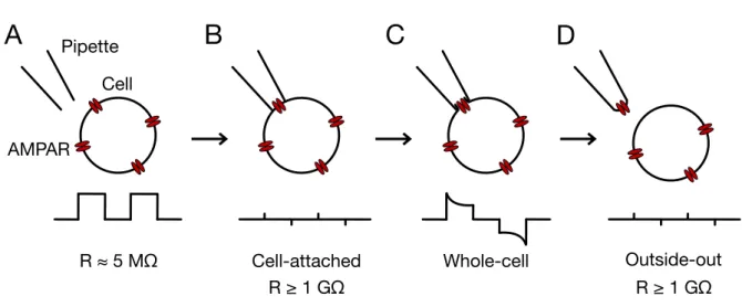 Figure  8.  Outside-out  patch-clamp  technique.  Schematic  representation  of  the  steps  to  obtain an outside-out patch for HEK 293 cells recordings