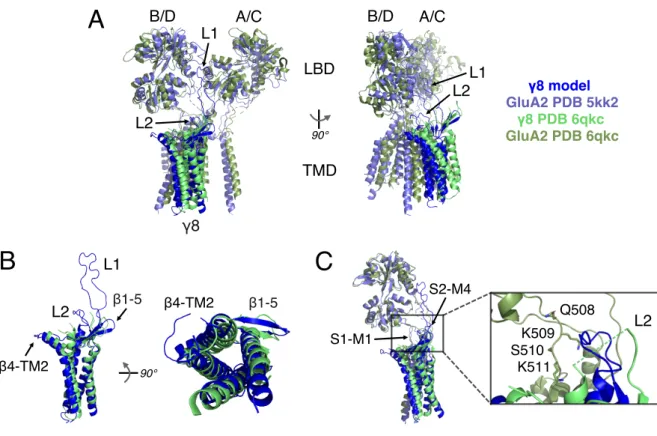Figure 9. γ8 interactions in a GluA2 complex model and in the GluA1/A2_γ8 cryo-EM  structure