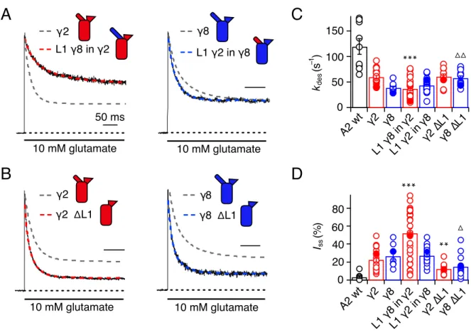 Figure  11.  Effect  of  γ2  and  γ8  L1  mutations  on  GluA2(Q)  desensitisation.  (A)  Representative traces showing desensitisation of GluA2(Q) coexpressed with L1 chimeras  of  γ2  and  γ8  (red  and  blue,  respectively)  in  response  to  500  ms  a