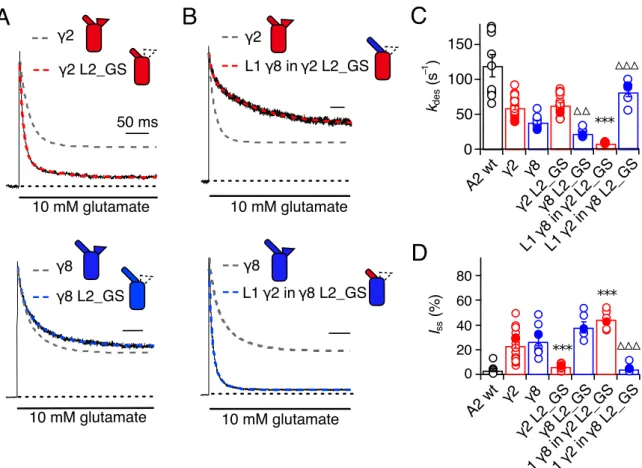 Figure  12.  Desensitisation  properties  of  γ2  and  γ8  L2  mutants  on  GluA2(Q).  (A)  Exemplary traces illustrating the effect of L2 neutralisation (with a Gly-Ser, GS, linker) on  γ2  (red)  and  γ8  (blue)  modulation  of  GluA2(Q)  desensitisation