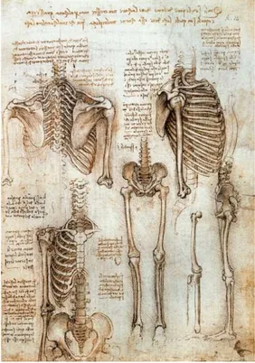 Abbildung 1:  Anatomische  Studien  des  menschlichen  Skeletts.  Zeichnung  von  Leonardo da Vinci um 1510