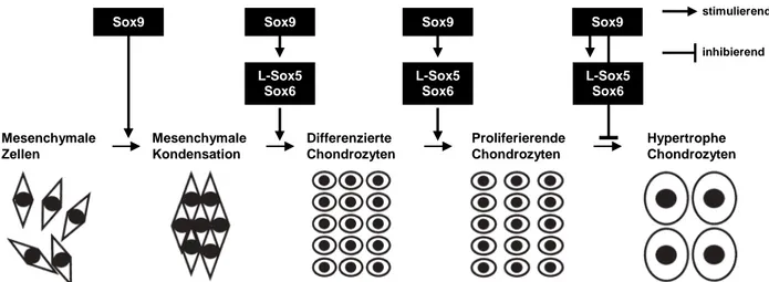 Abbildung 6:  Die  Rolle  von  Sox9,  L-Sox5  und  Sox6  in  den  aufeinanderfolgenden  Schritten  der  Chondrozytendifferenzierung  während  der  enchondralen  Ossifikation