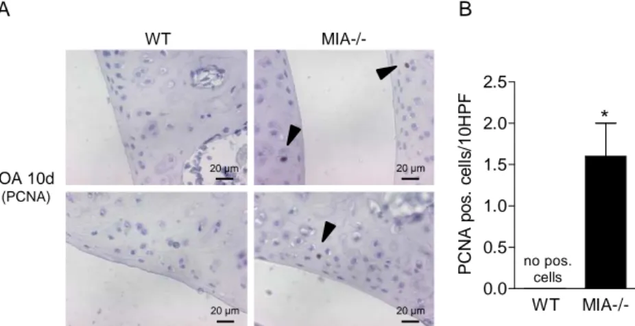 Abbildung 9:  Immunhistochemische  Färbung  von  Histologischen  Schnitten  des  Kniegelenkes  gegen  Proliferating-Cell-Nuclear-Antigen  (PCNA)