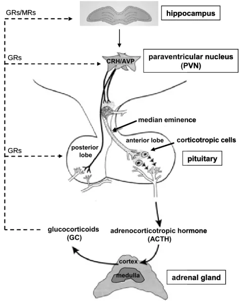 Figure 3: Schematic illustration of HPA axis activation. Corticotropin-releasing hormone (CRH)  and arginine-vasopressin (AVP) are released from parvocellular neurons of the paraventricular  nucleus (PVN) of the hypothalamus into the portal blood system at