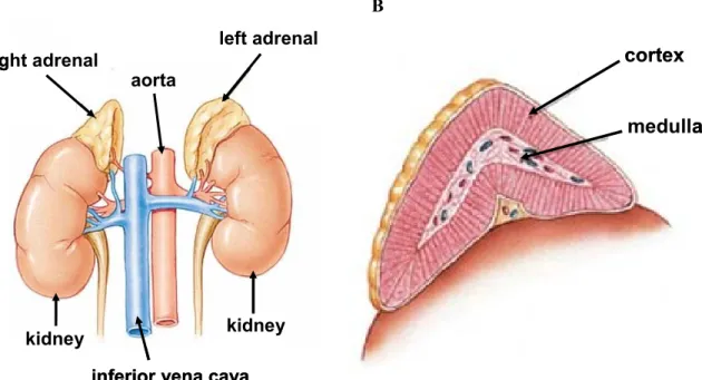 Figure 4:  Schematic illustration of location and anatomy of the adrenal glands in humans