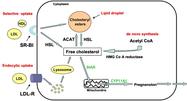 Figure 8: Schematic illustration of cholesterol metabolism for steroidogenesis. Cholesterol can be  obtained via de novo synthesis from acetyl coenzyme A (acetyl CoA) catalysed by  3-hydroxy-3-methylglutaryl coenzyme A (HMG-CoA) reductase, via endocytic up