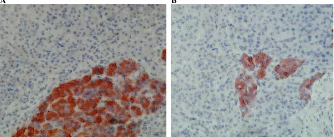 Figure 12: Representative images of chromaffin cells stained with an antibody to chromogranin A  (red) using immunohistochemistry