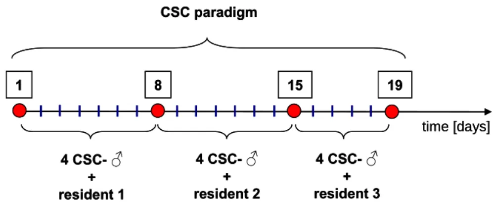 Figure 14: Time-schedule of the CSC paradigm. To induce chronic psychosocial stress, four male  C56BL/6 mice are housed together with a larger, dominant male (resident) for 19 consecutive days