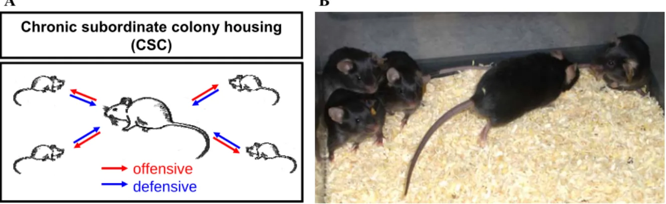 Figure 15: Schematic illustration (A) and a representative image (B) of the CSC paradigm