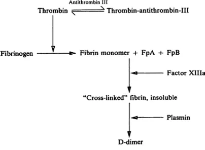 Fig. l. Relevant part of the coagulation cascade Fp = Fibrinopeptide