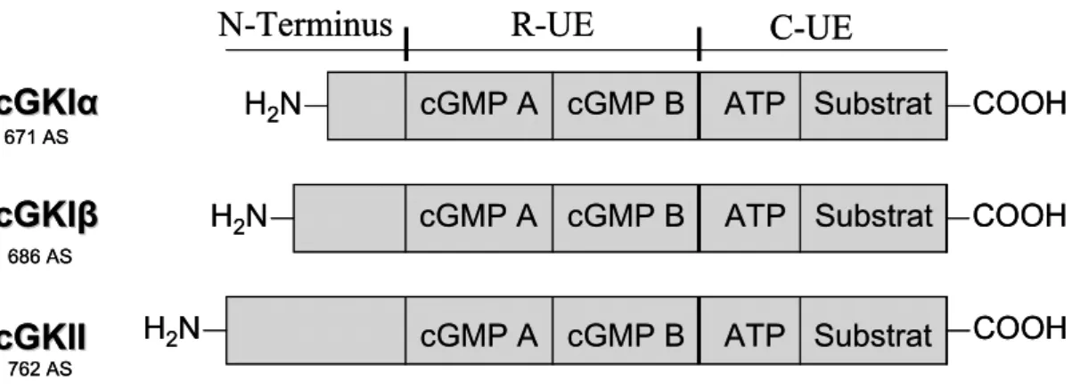 Abb. 2: Schematische Darstellung der Struktur der cGKs 