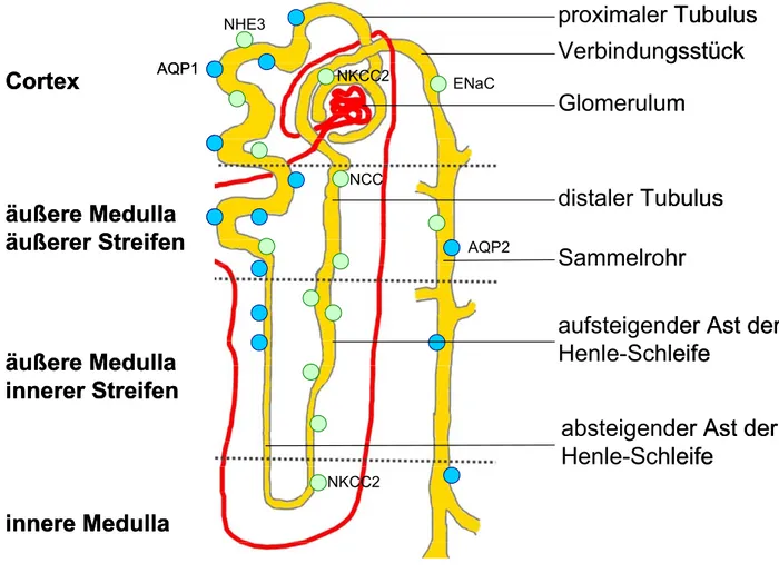 Abb. 4: Schematische Darstellung eines Nephrons 