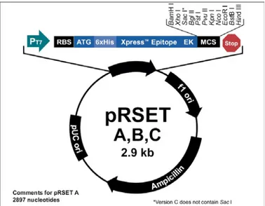 Abb. 7: Vektorkarte pRSET-Expressionsvektor 