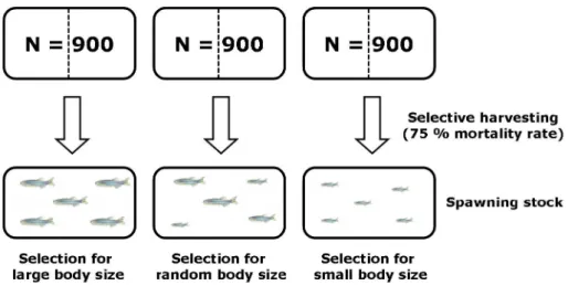 Figure 2. In the artificial selection experiment, fish were reared in six rearing tanks with two replicate  each (N = 450 per replicate)