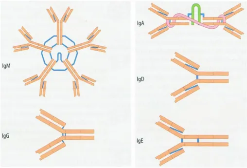 Abbildung 3 Schema der verschiedenen Immunglobuline (übernommen aus Löffler, 2003)