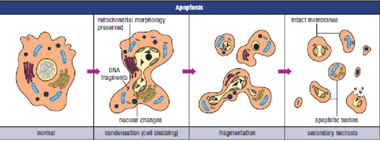 Abbildung 4 übernommen aus Apoptosis and Cell Proliferation 2nd Edition, Böhringer Mannheim, 1998