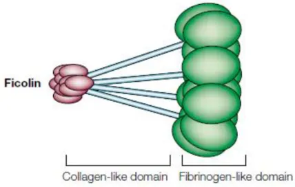 Abbildung 6 übernommen aus Fujita, 2002