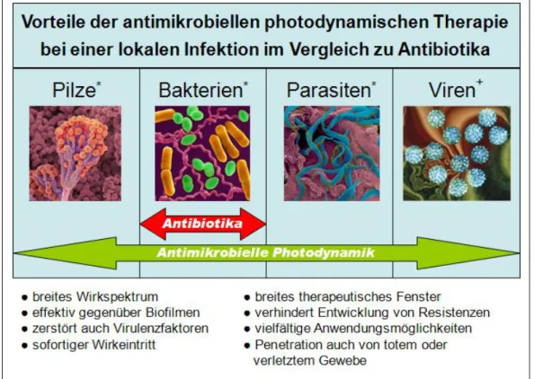 Abb.  8:  schematischer  Vergleich  des  Einsatzbereiches  von  Antibiotika  und  der  aPDT  (modifiziert  nach  [43],  Bildnachweis:  *Dennis  Kunkel  Microscopy,  Inc