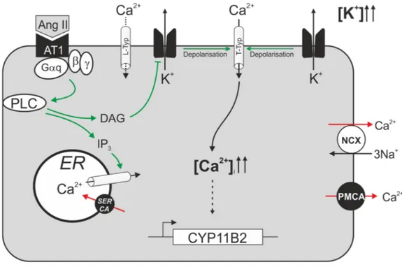 Abbildung 5: Regulation der CYP11B2‐Transkription durch Angiotensin II und Kalium in Zellen der Zona glomerulosa  Angiotensin II und K +  stimulieren die Transkription der Aldosteronsynthase über eine Erhöhung des intrazellulären Ca 2+ ‐ Gehalts. Die  dabe