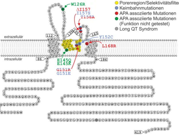 Abbildung 7: Schematische Darstellung des KCNJ5‐Kanals mit bekannten Mutationen aus PA‐Patienten 