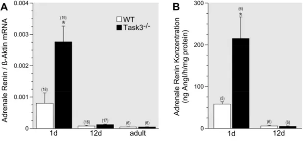 Abbildung  12:  Renin‐mRNA‐Expression  (A)  und  Reninkonzentration  (B)  in  Nebennieren  von  Wildtypmäusen  und  Task3 ‐/‐  Mäusen 