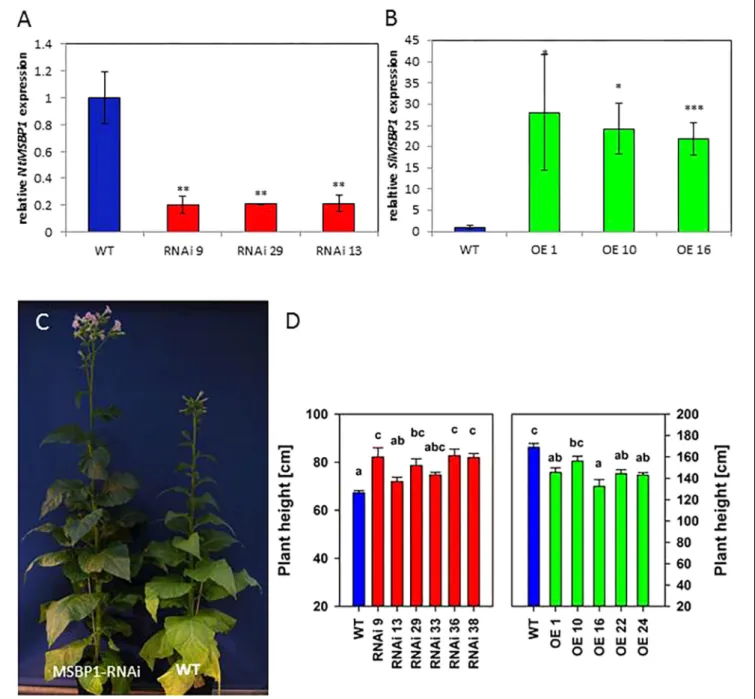 FIGURE 1 | Silencing of NtMSBP1 and overexpression of MSBP1 in transgenic tobacco plants