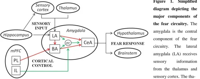 Figure  1.  Simplified  diagram  depicting  the  major  components  of  the  fear  circuitry