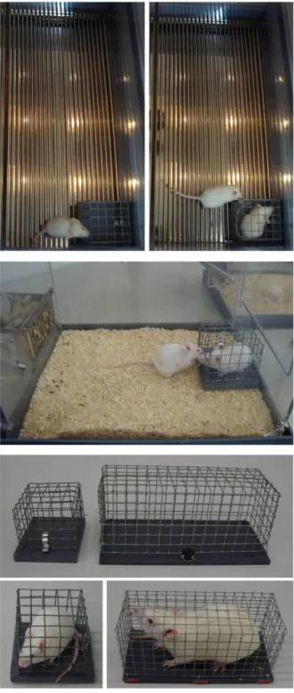 Figure 9. Photograph depicting the conditioning box  and  an  experimental  mouse  investigating  the   non-social  (left)  and  non-social  (right)  stimuli  during  non-social  fear  conditioning