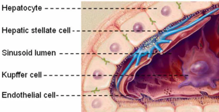 Figure 2.1 Graphical overview of the different liver cell types and their localization [modified from  (Friedman and Arthur 2002)]