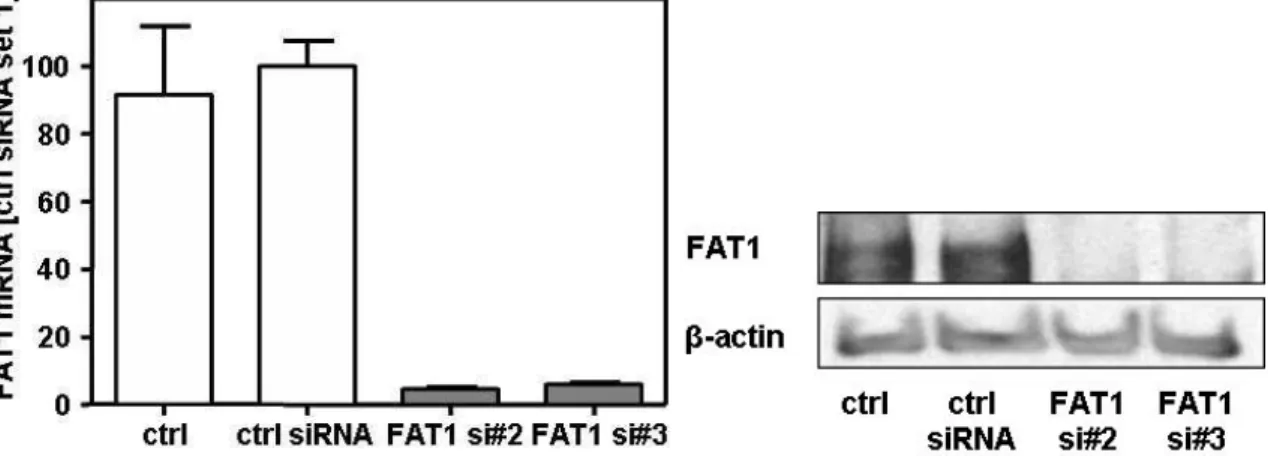 Figure 4.9 Analysis  of FAT1 mRNA and protein  in untransfected cells (ctrl), in  control siRNA (ctrl  siRNA), and FAT1 siRNA (FAT1 si#2, FAT1 si#3) transfected cells
