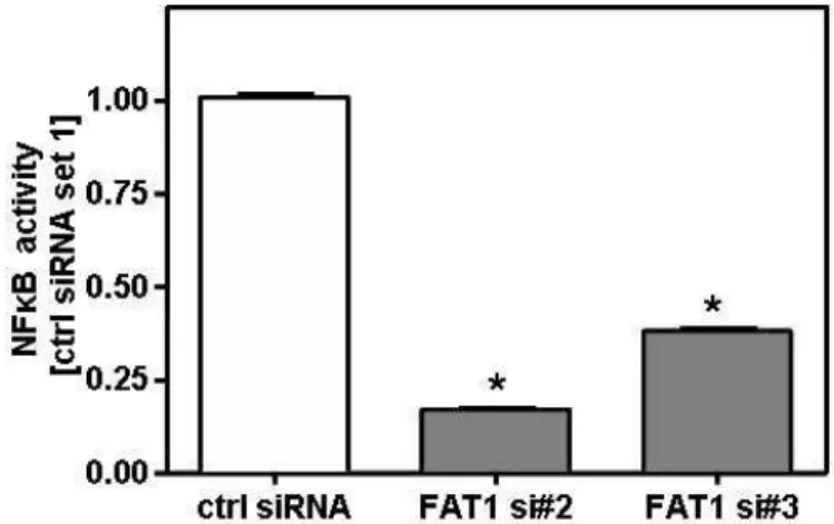 Figure  4.13  Reporter  gene  assay  for  NFκB  activity  in  FAT1  suppressed  (FAT1  si#2,  FAT1  si#3)  and control cells (ctrl siRNA)