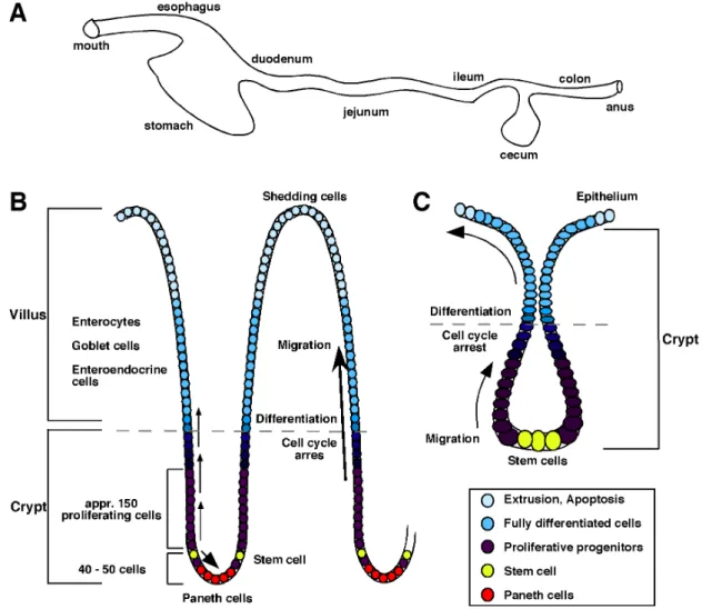 Fig.  2:  Schematic  presentation  of  the  mammalian  digestive  tract.  (A) Mammalian digestive tract