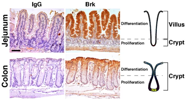Fig.  4:  Expression  of  Brk  protein  in  the  gastrointestinal  tract.