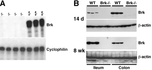Fig.  5:  Brk  mRNA  and  protein  expression  in  the  gastrointestinal  tract.  (A) RNase protection analysis for Brk mRNA synthesis in homozygous mutant and wild-type mice