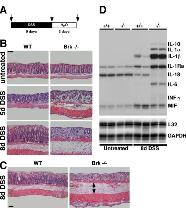 Fig. 12: Colonic epithelial damage in inbred Brk deficient mice following DSS administration