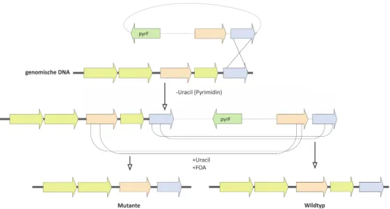 Abbildung 1.2.: Schematischer Überblick der single Crossing-over Strategie zur markerlosen Deletion von Genen