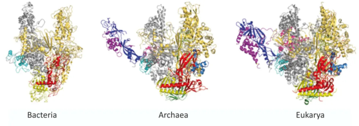 Abbildung 1.5.: Übersicht der Gesamtstruktur der RNAPs aus Bacteria (Thermus aquaticus (1HQM) [Mi- [Mi-nakhin et al., 2001]), Archaea (Sulfolobus shibatae (2Y0S) [Wojtas et al., 2011]) und Eukarya (Saccharomyces cerevisiae (1Y1V) [Kettenberger et al., 2006