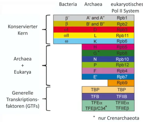 Abbildung 1.6.: RNAP Untereinheiten in den drei Domänen des Lebens. Gezeigt ist die Zusammensetzung der RNAPs von Bacteria, Archaea und dem Pol-II System der Eukarya