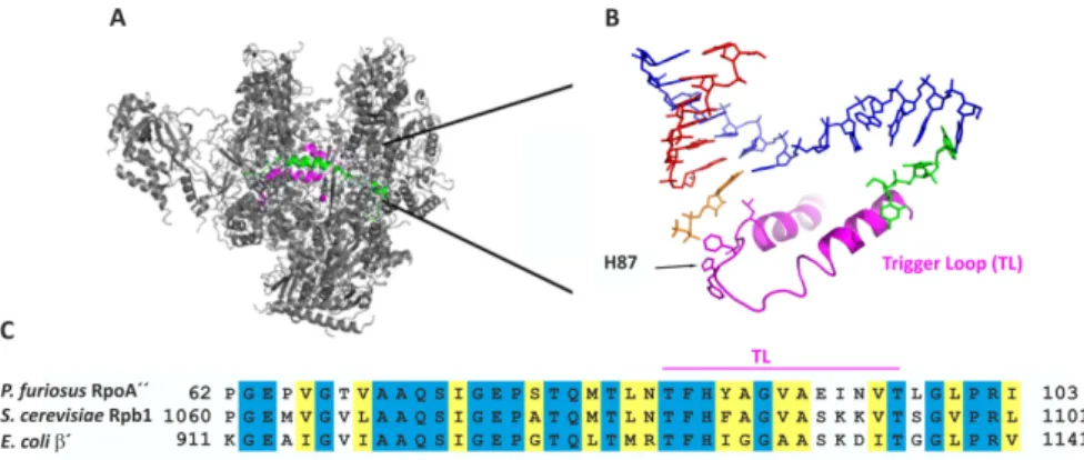 Abbildung 2.3.: Trigger Loop (TL). (A) Position des Trigger Loops in der RNAP und (B) Beteiligung des TL an der RNA-Synthese