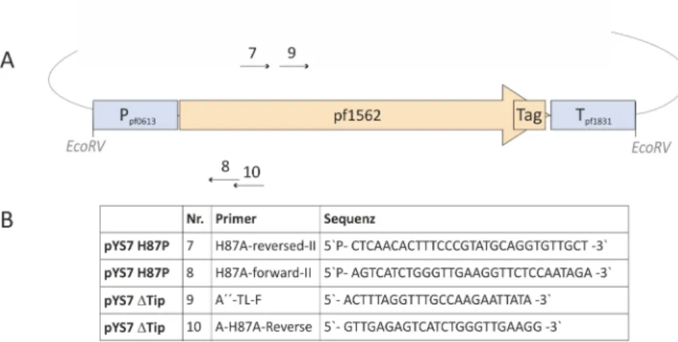 Abbildung 2.6.: pYS7 Derivate. Konstruktion der Plasmide pMUR64 und pMUR66. A) Übersicht des Fusions- Fusions-produktes mit den verwendeten Primern (Angabe der Primernummer und Orientierung) und Restriktionsschnittstellen.