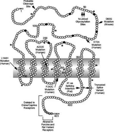 Abb. 1: Schematische Darstellung des GHRH-Rezeptors (aus: Kelly E. Mayo et al. The Glucagon  Receptor Family (2003) Pharm Rev) 
