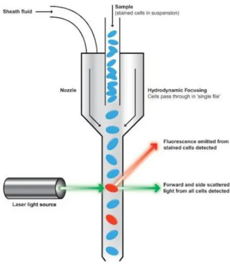 Abb.  5:  Schematische  Darstellung  der  Funktionsweise  eines  Durchflusszytometers  (aus: 