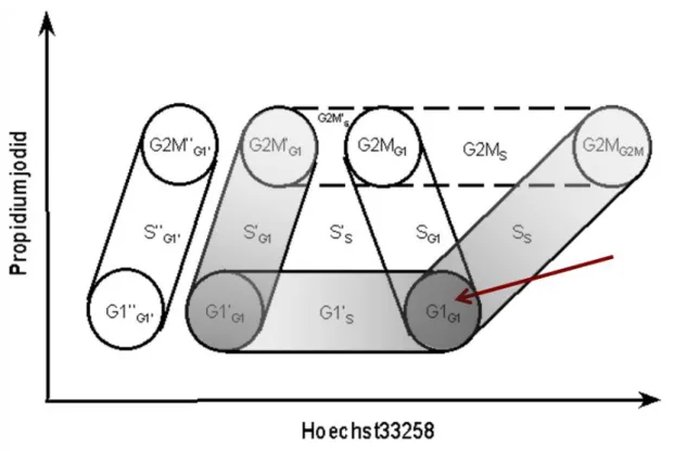 Abb. 8: Einteilung der unterschiedlichen Phasen des Zellzyklus, die durch dynamische  Zellzyklusmessung mittels BrDU/Hoechst-Quenching dargestellt werden können (nach: 