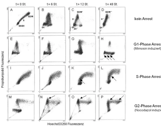 Abb. 10: Unterschiedliche dot plots bei normaler Zellzykluskinetik und bei Arrest in  verschiedenen Phasen des Zellzyklus (nach: Brockhoff, G: DNA- und 