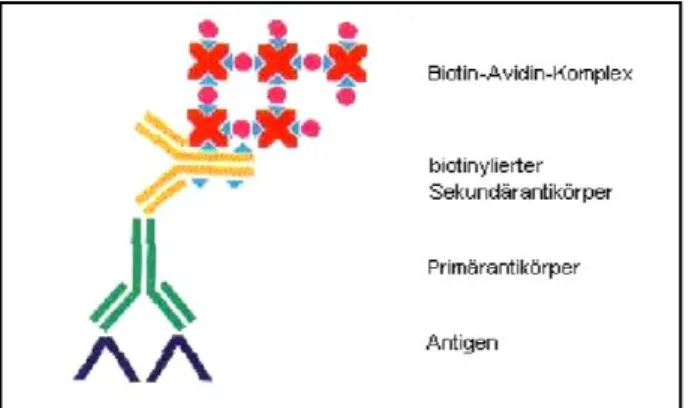 Abbildung 5: ABC-Methode: Immunhistochem. Färbemethoden, Dako Cytomation.                                                                              