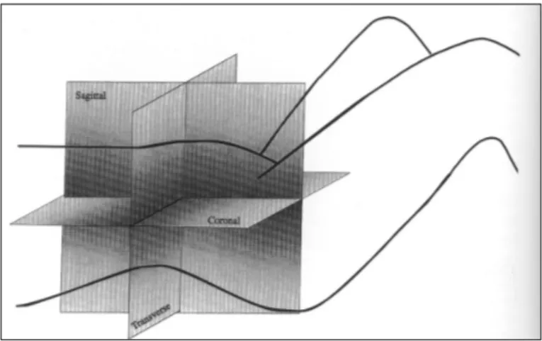 Abbildung 2.1 Messebenen der 3D-Perinealsonographie 