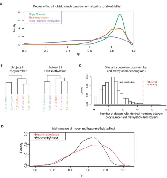 Figure 3. Epigenetic DNA methylation changes are maintained to an extent comparable to genetic copy number alterations